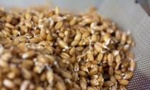 Покълналата пшеница е невероятна жива храна. Как да направите и ядете покълнала пшеница